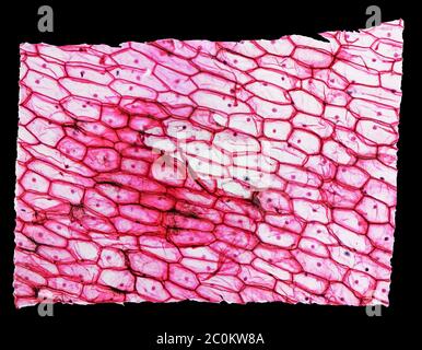 Micrographie epidermus oignon Banque D'Images