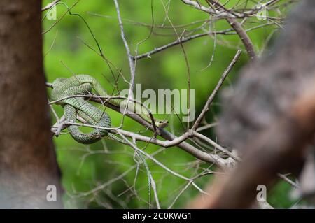 Serpent vert vénéneux assis sur une branche Banque D'Images