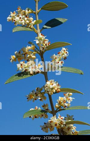 Fleurs d'olivier. Olea europaea. Banque D'Images