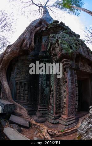 Arbre aux racines assis sur Stone temple Ta Prohm Banque D'Images