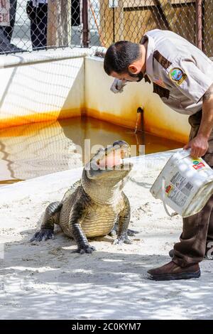 Un maître de manutentionnaire nourrit un alligator américain dans une enceinte du parc safari des Everglades, à Miami, Floride, États-Unis Banque D'Images