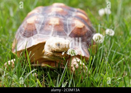 Une tortue mignonne qui s'active sur l'herbe verte Banque D'Images