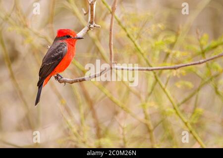 Un flycatcher de vermilion mâle (Pyrocephalus rubinus) à Quito, en Équateur Banque D'Images