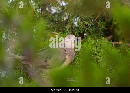 Une colombe éigulée (Zenaida auriculata) entre les feuilles d'un arbre Banque D'Images