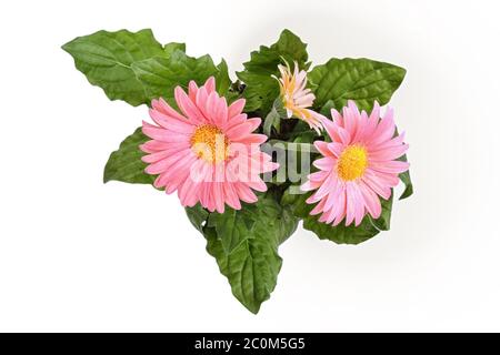 Fleurs de gerbera rose sur fond blanc Banque D'Images