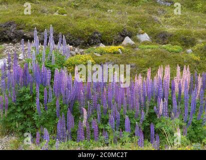 lupin sundial Banque D'Images