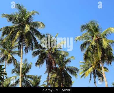 Cocotiers contre le ciel bleu Banque D'Images