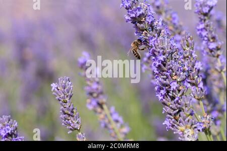 Abeille pollinisant fleurs de lavande en fleur Banque D'Images