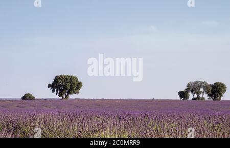 Paysage fleuri de champs de lavande à la Alcarria, Espagne Banque D'Images