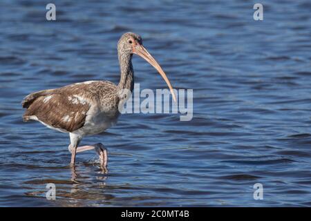 Ibis blanc juvénile Banque D'Images