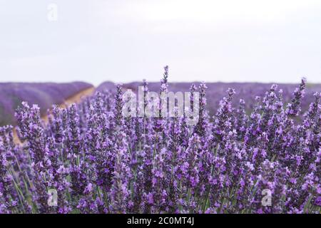 Détail des champs de lavande violets à la Alcarria, Espagne Banque D'Images