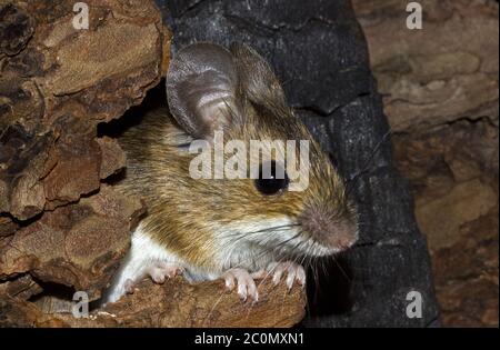 Apodemus sylvaticus souris bois européen Banque D'Images