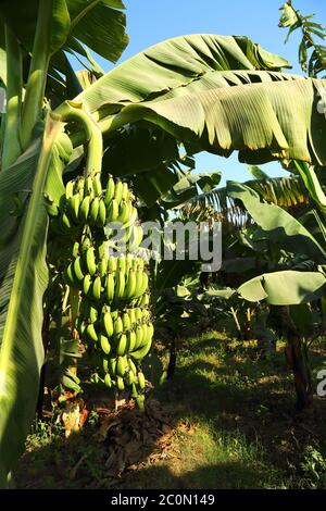 Fruits banane à plantation Banque D'Images