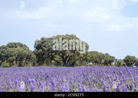 Champs de lavande à la Alcarria, Espagne Banque D'Images