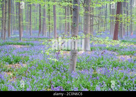 bleuets fleuris en forêt de hêtre Banque D'Images