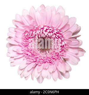 Gerbera rose. Mise au point profonde Banque D'Images