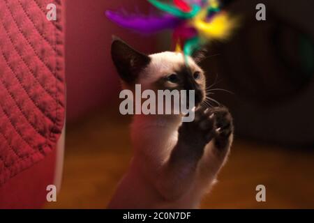 Photographie créative d'un chaton siamois jouant avec des plumes colorées à la maison Banque D'Images