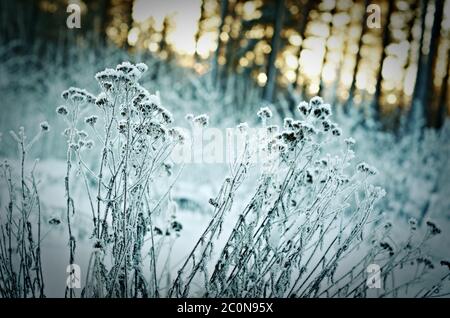 Paysage d'hiver.scène d'hiver Banque D'Images