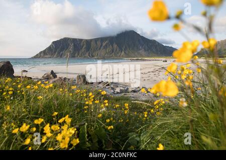 Fleurs sauvages sur la plage de Flakstad. Banque D'Images