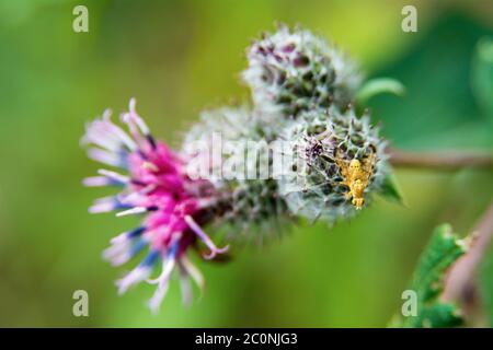 Mouche jaune assise sur un chardon à fleurs Banque D'Images