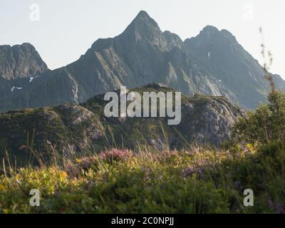 Belles fleurs sauvages à Lofoten. Banque D'Images