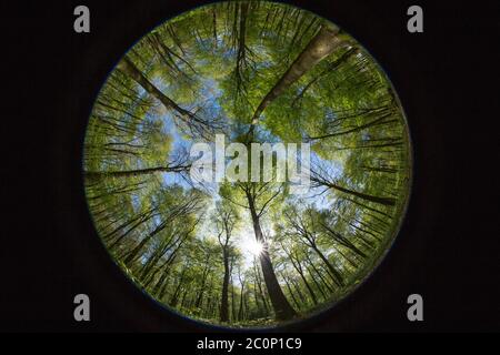 Vue depuis le sol des bois vers la cime des arbres et le ciel bleu au-delà avec la lumière du soleil éclatante qui éclate à travers les arbres. Banque D'Images