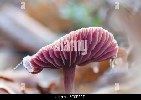 Laccaria amethystina, communément appelé l'écepteur améthyste, champignons sauvages de couleur pourpre Banque D'Images