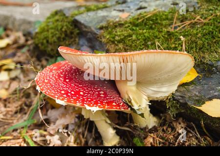 Amanita muscaria ou mouche agarique toxiques légendaires champignons poussant à l'état sauvage dans la forêt Banque D'Images