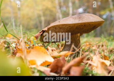 Champignons sauvages en pleine croissance dans la forêt automnale Banque D'Images