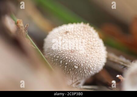 Lycoperdon perlatum champignon, également kwnown comme boule de loup ou farts de loup Banque D'Images