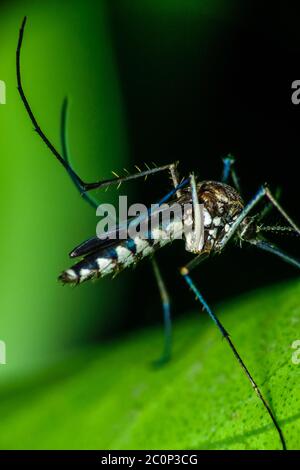 Un moustique Aedes mâle est assis sur une feuille et a un repas Banque D'Images