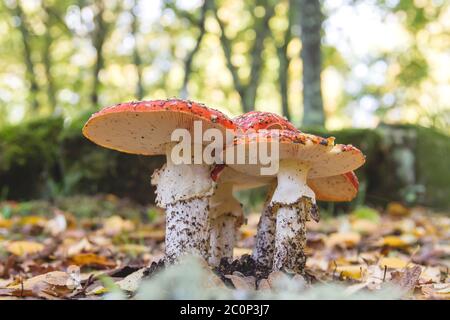 Amanita muscaria ou mouche agarique toxiques légendaires champignons poussant à l'état sauvage dans la forêt Banque D'Images