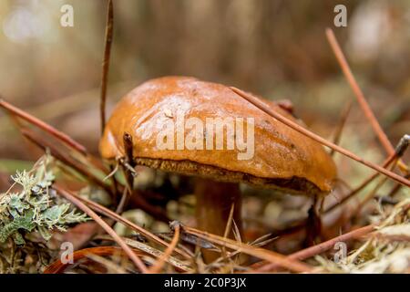 Bolete de la baie, champignons en pleine croissance dans la forêt automnale Banque D'Images