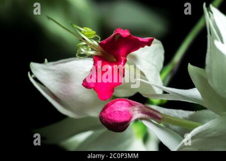 Photo macro d'une fleur blanche rouge royale sur fond sombre. Également appelé cœur blanc saignant ou tour de gloire. Banque D'Images