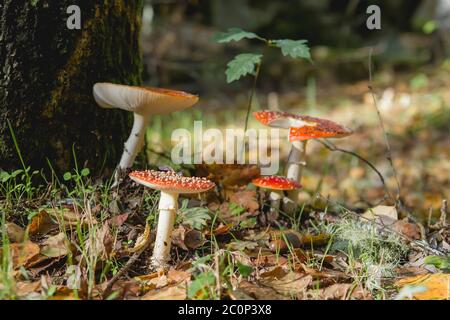 Amanita muscaria ou mouche des champignons agariques poussant à l'état sauvage dans les bois d'automne Banque D'Images