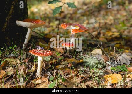 Amanita muscaria ou mouche des champignons agariques poussant à l'état sauvage dans les bois d'automne Banque D'Images