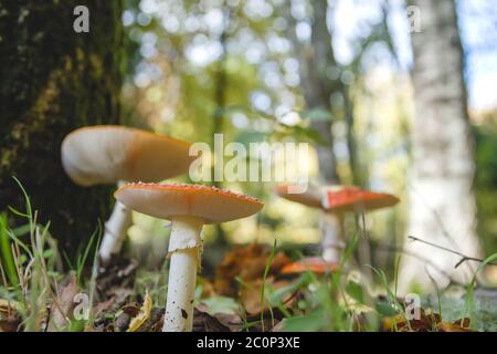 Amanita muscaria ou mouche des champignons agariques poussant à l'état sauvage dans les bois d'automne Banque D'Images