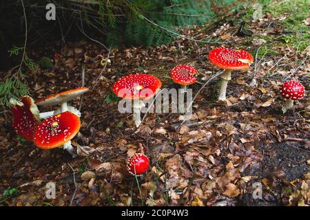 Amanita muscaria ou mouche agarique toxiques légendaires champignons poussant à l'état sauvage dans la forêt Banque D'Images