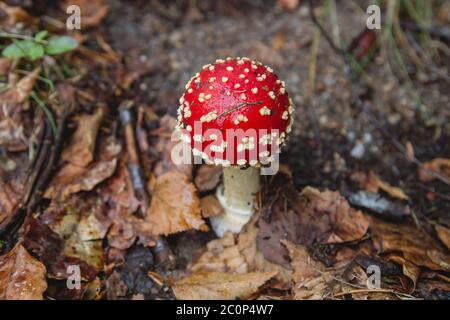 Amanita muscaria ou mouche agarique toxique légendaire champignon poussant sauvage dans la forêt Banque D'Images