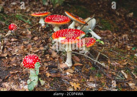 Amanita muscaria ou mouche agarique toxiques légendaires champignons poussant à l'état sauvage dans la forêt Banque D'Images