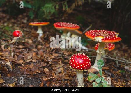 Amanita muscaria ou mouche agarique toxiques légendaires champignons poussant à l'état sauvage dans la forêt Banque D'Images