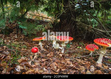 Amanita muscaria ou mouche agarique toxiques légendaires champignons poussant à l'état sauvage dans la forêt Banque D'Images