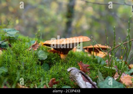 Lactarius deliciosus champignons comestibles poussant dans la mousse de forêt verte Banque D'Images