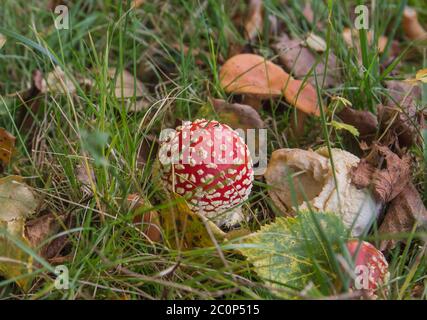 Amanita muscaria ou mouche agarique toxique légendaire champignon poussant sauvage dans la forêt Banque D'Images