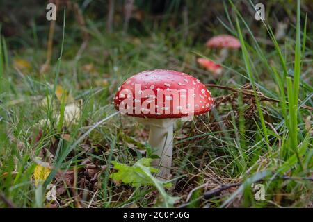 Amanita muscaria ou mouche agarique toxique légendaire champignon poussant sauvage dans la forêt Banque D'Images