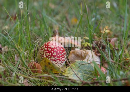 Amanita muscaria ou mouche agarique toxique légendaire champignon poussant sauvage dans la forêt Banque D'Images