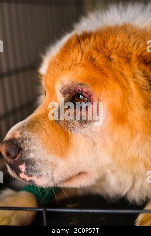 Chien mixte Chow-chow après une intervention chirurgicale de l'entropion Banque D'Images