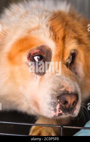 Chien mixte Chow-chow après une intervention chirurgicale de l'entropion Banque D'Images