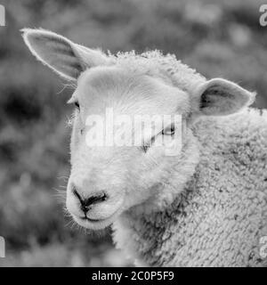 Gros plan de la tête d'agneau unique pendant la saison britannique d'agneaux. Métaphore brebis dans les vêtements de loup, sheeple, moutons agriculture Royaume-Uni, victime de crime. Banque D'Images