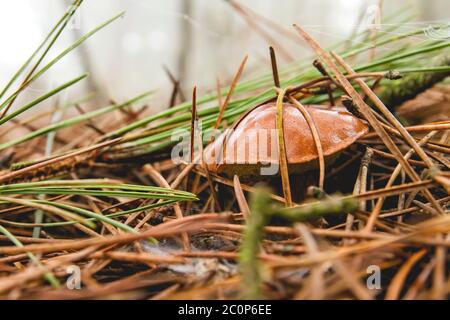 Bolete de la baie, champignons en pleine croissance dans la forêt automnale Banque D'Images